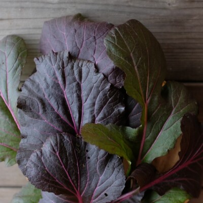 Le Mizuna Vibrant Ultraviolet produit des feuilles lobées et charnues d'un violet intense consommées en mesclun.