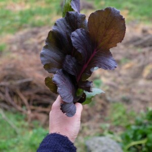 Le Mizuna Vibrant Ultraviolet produit des feuilles lobées et charnues d'un violet intense consommées en mesclun.