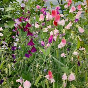 pois de senteur en mélange