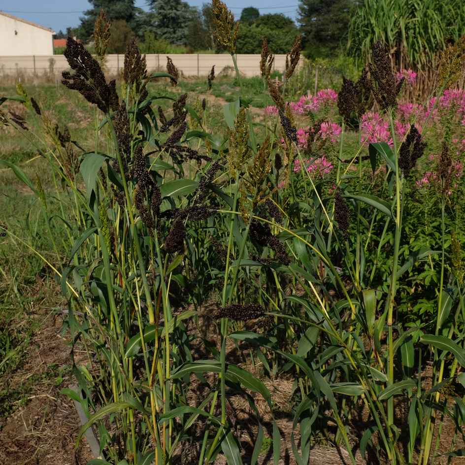 sorgho black falcon bio La boite a graines semences Plant de sorgho black falcon bio semences graines