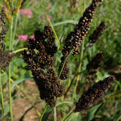inflorescences de sorgho black falcon bio graines semences