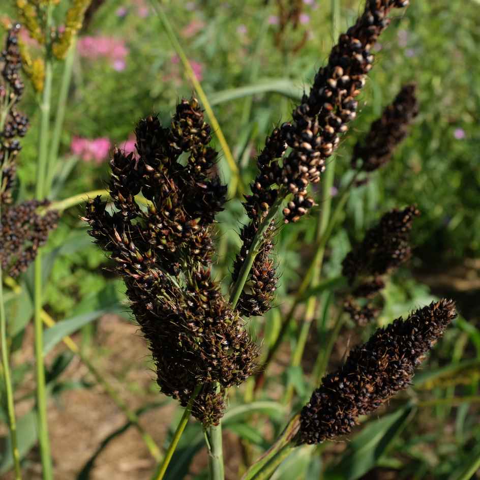 sorgho black falcon bio La boite a graines semences inflorescences de sorgho black falcon bio graines semences