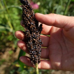 inflorescence de sorgho black falcon bio tenu dans une main