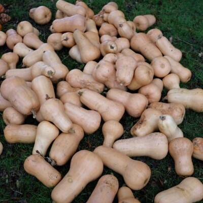 Courge Butternut bio semences potagères reproductibles variété ancienne