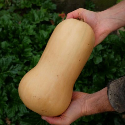 Courge Butternut bio semences potagères reproductibles variété ancienne