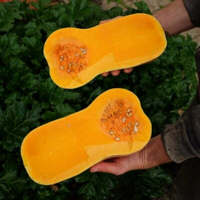 Courge Butternut bio semences potagères reproductibles variété ancienne