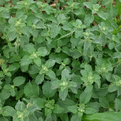 Marrube Blanc bio graines reproductibles