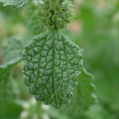 Marrube Blanc bio graines reproductibles