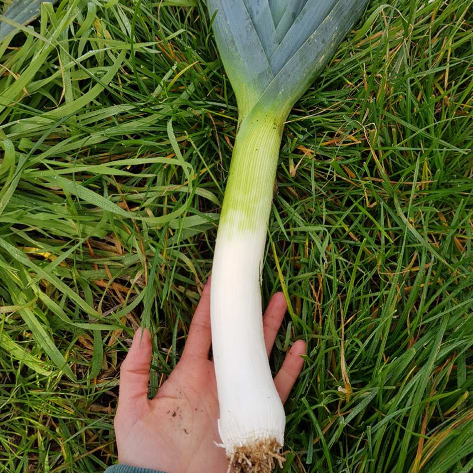 Poireau Armor bio boite a graines semences potagères reproductibles Poireau Armor bio semences potagères reproductibles