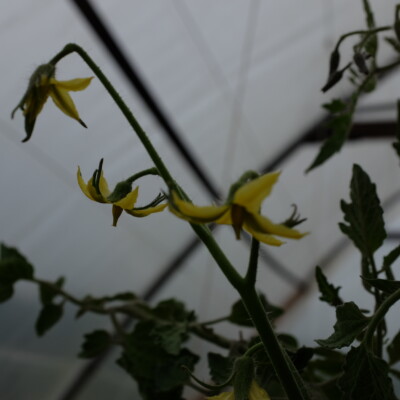 fleur de tomate white cherry