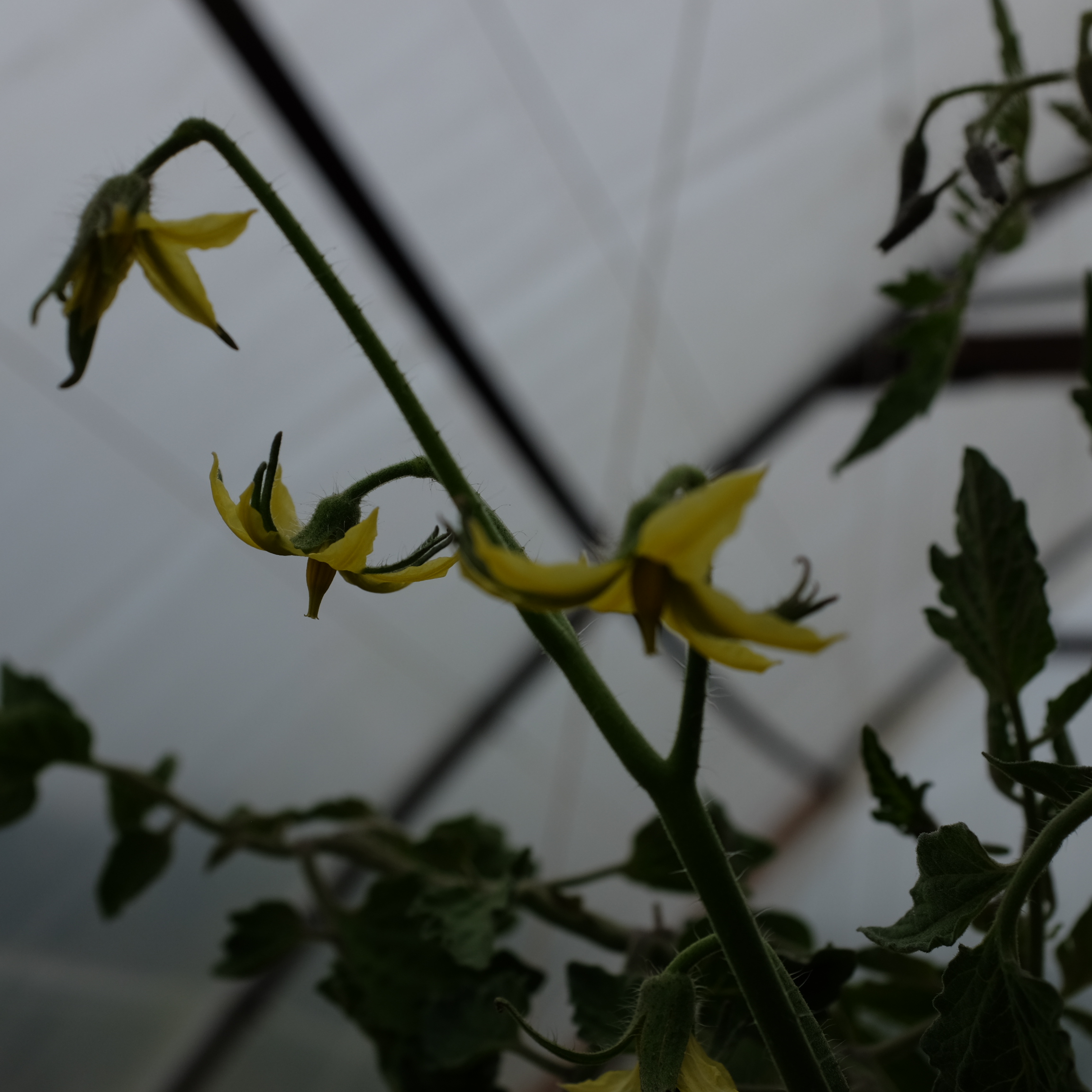 2024-tomate white cherry-bio-boiteagraines (3) fleur de tomate white cherry