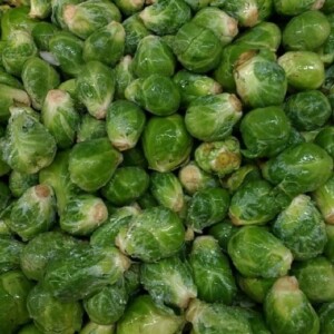 chou de bruxelles Sanda bio graines potageres reproductibles