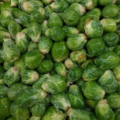 chou de bruxelles Sanda bio graines potageres reproductibles