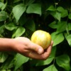 concombre lemon bio