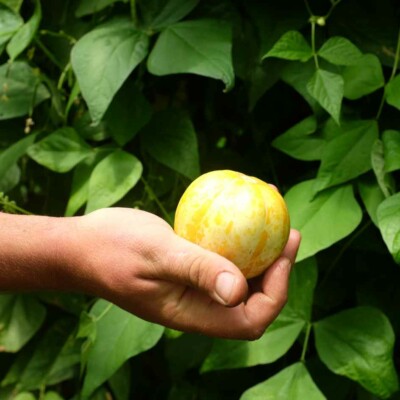 concombre lemon bio