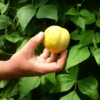concombre lemon bio