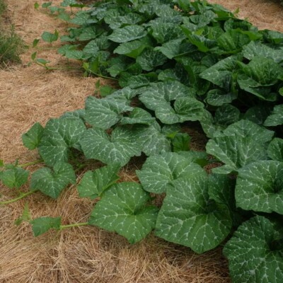 Courge musquée Violina : variété ancienne italienne, semences reproductibles