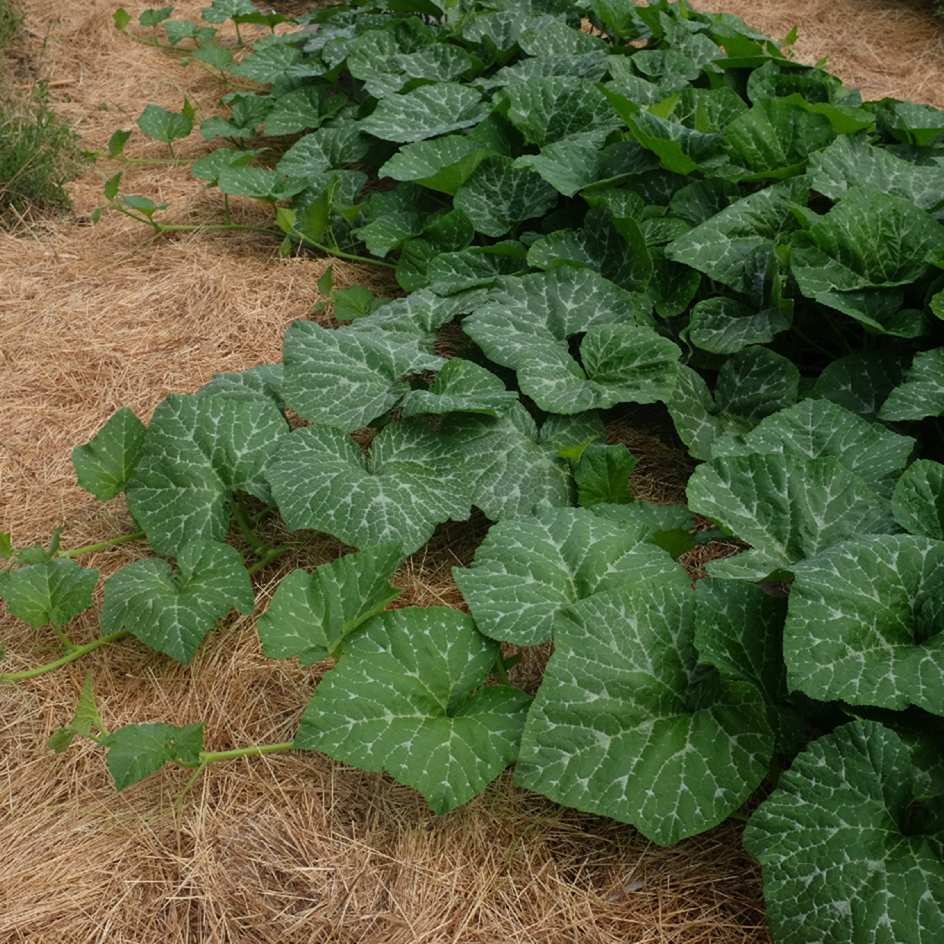 courge-violina-bio-boite-a-graines-2025 (18)_WEB Courge musquée Violina : variété ancienne italienne, semences reproductibles