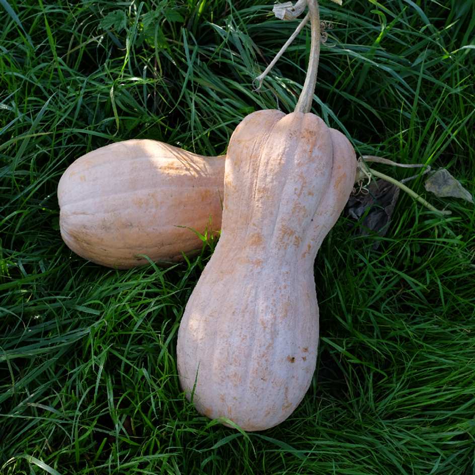 courge-violina-bio-boite-a-graines-2025 (1)_WEB Courge musquée Violina : variété ancienne italienne, semences reproductibles