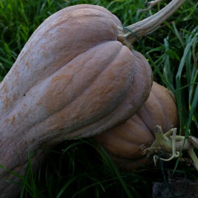 Courge musquée Violina : variété ancienne italienne, semences reproductibles
