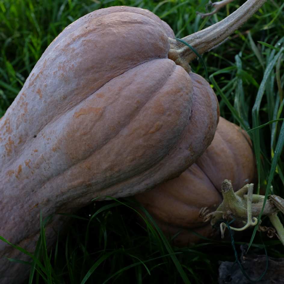 courge-violina-bio-boite-a-graines-2025 (3)_WEB Courge musquée Violina : variété ancienne italienne, semences reproductibles