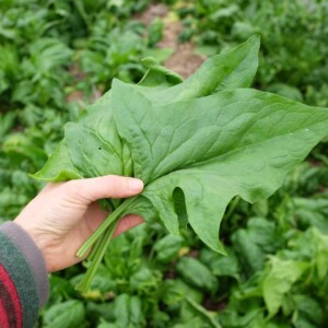 epinard monstrueux de viroflay bio plant feuilles