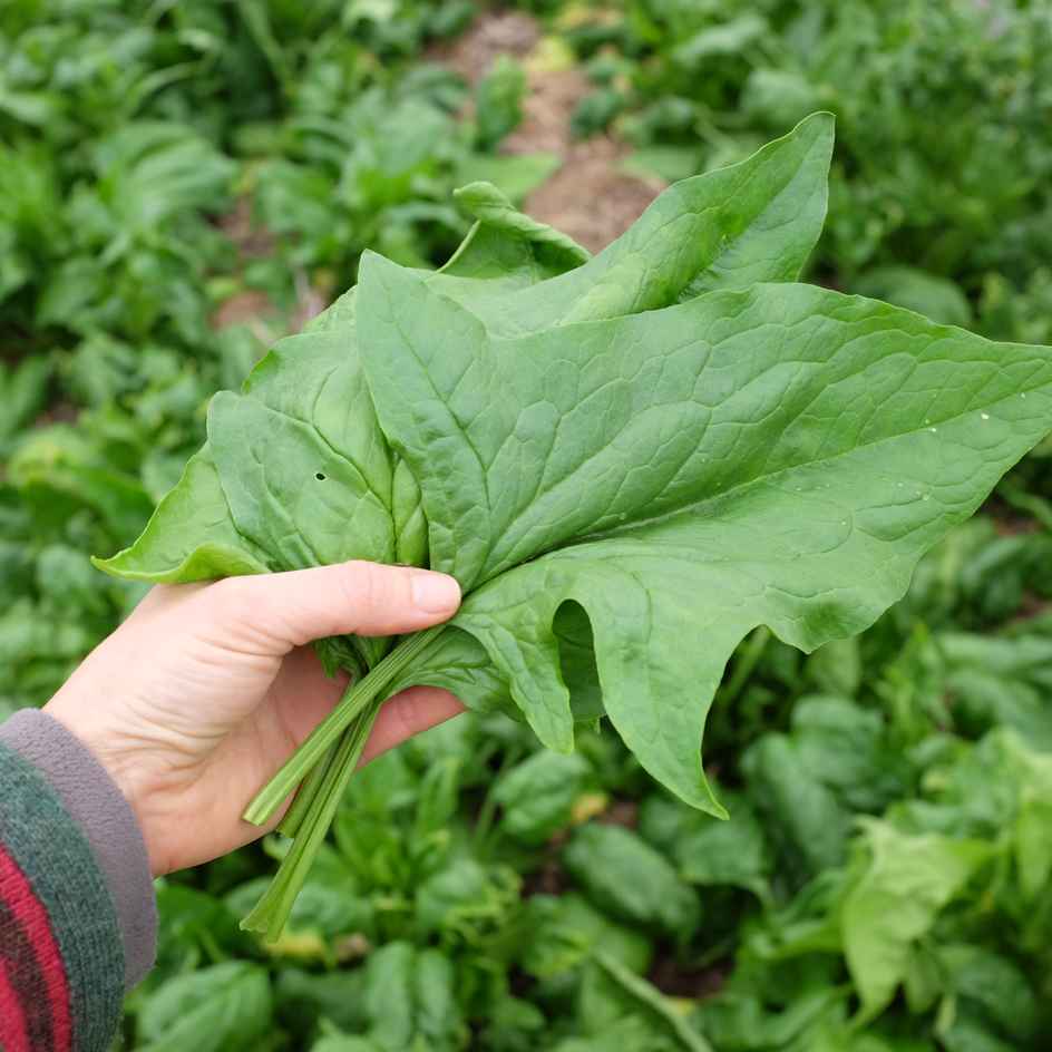 Epinard Monstrueux de Viroflay Bio