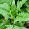 epinard monstrueux de viroflay bio plant feuilles