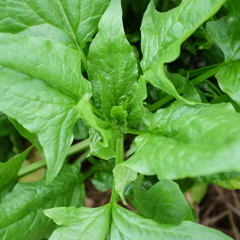 epinard monstrueux de viroflay bio la boite a graines epinard monstrueux de viroflay bio plant feuilles