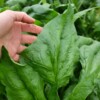 epinard monstrueux de viroflay bio la boite a graines
