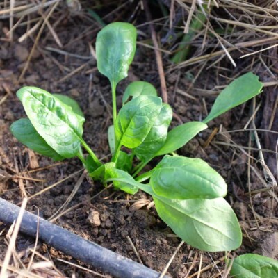 epinard monstrueux de viroflay bio plant graines