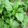 epinard monstrueux de viroflay bio plant graines