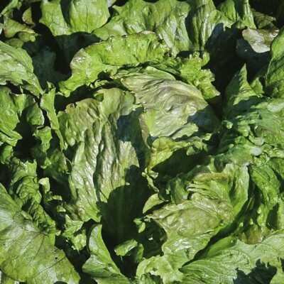 Laitue Batavia de Soissons Bio graines potageres reproductibles