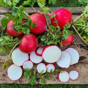 Radis Misato Red rouge à chair blanche