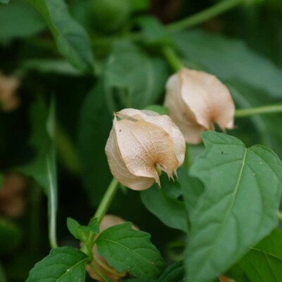 Nicandra physaloïdes Alba bio graines potagères reproductibles