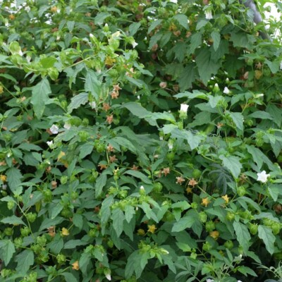 Nicandra physaloïdes Alba bio graines potagères reproductibles