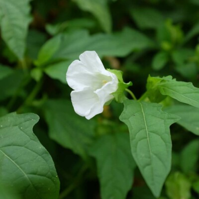 Nicandra physaloïdes Alba bio graines potagères reproductibles