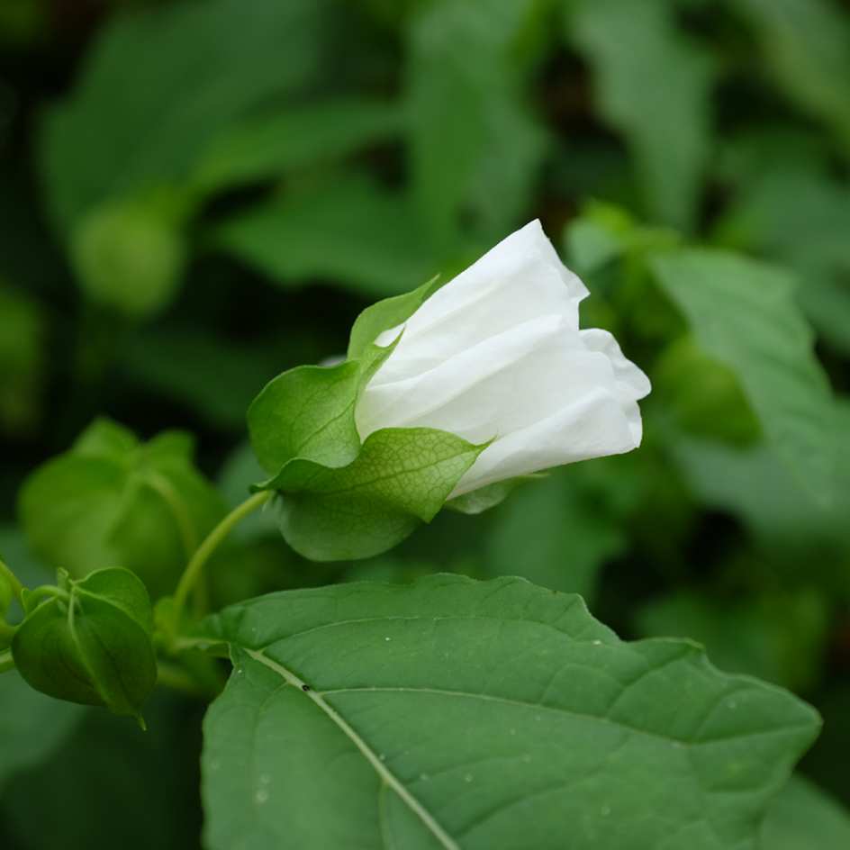 Nicandra physaloïdes Alba bio boite a graines semences potagères reproductibles Nicandra physaloïdes Alba bio graines potagères reproductibles