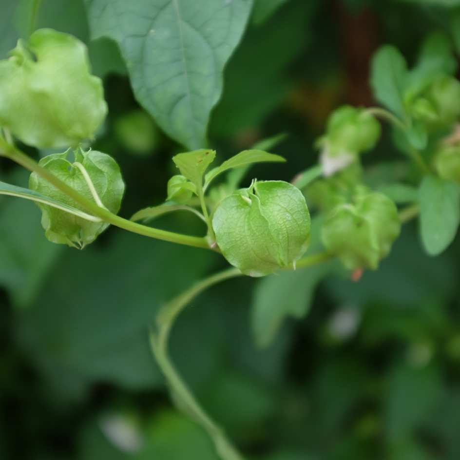 Nicandra physaloïdes Alba bio boite a graines semences potagères reproductibles Nicandra physaloïdes Alba bio graines potagères reproductibles