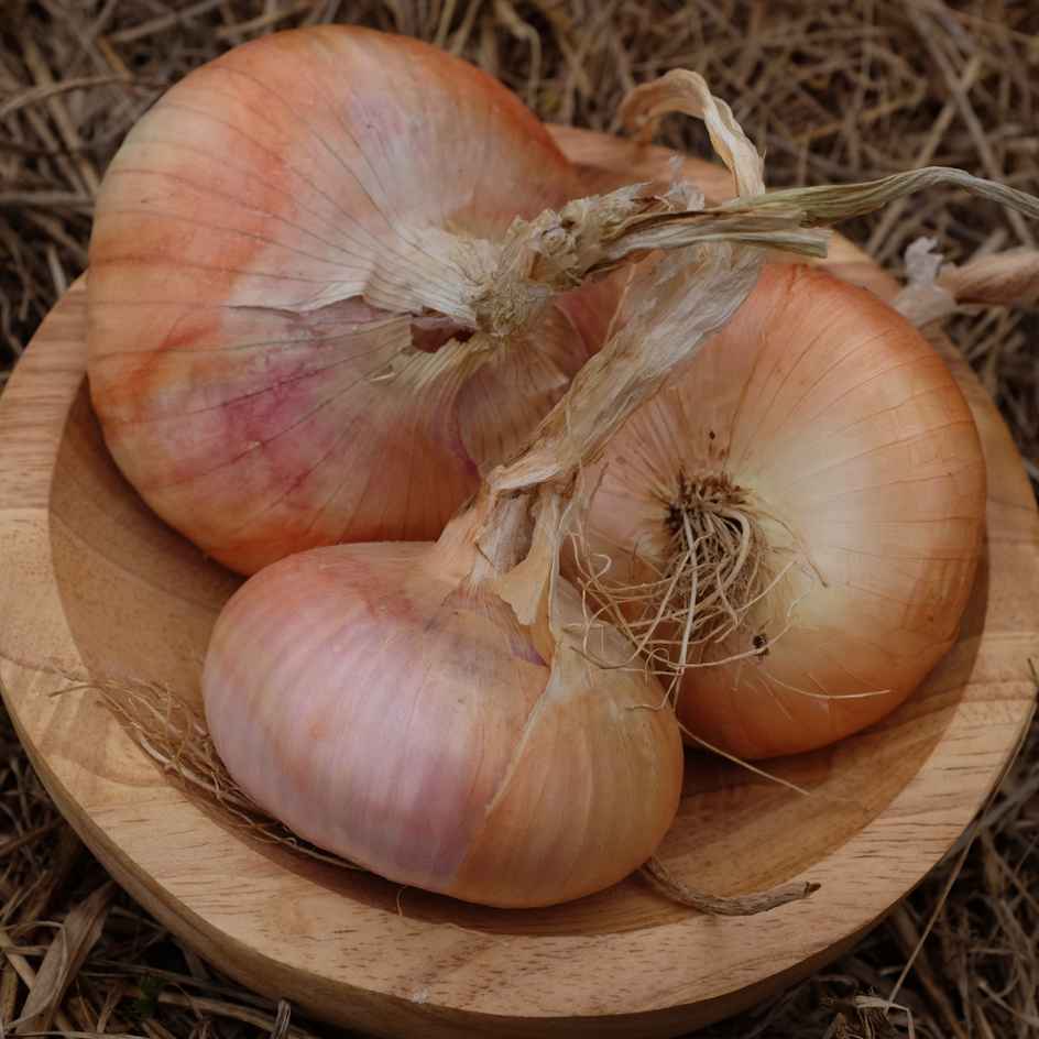 Oignon Jaune Doux de Lezignan Bio