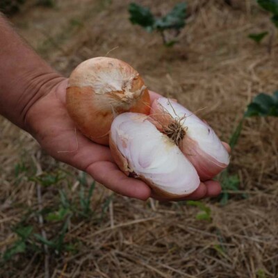 oignon doux de lezignan semence bulbes graines