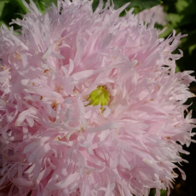pavot lilac pompom