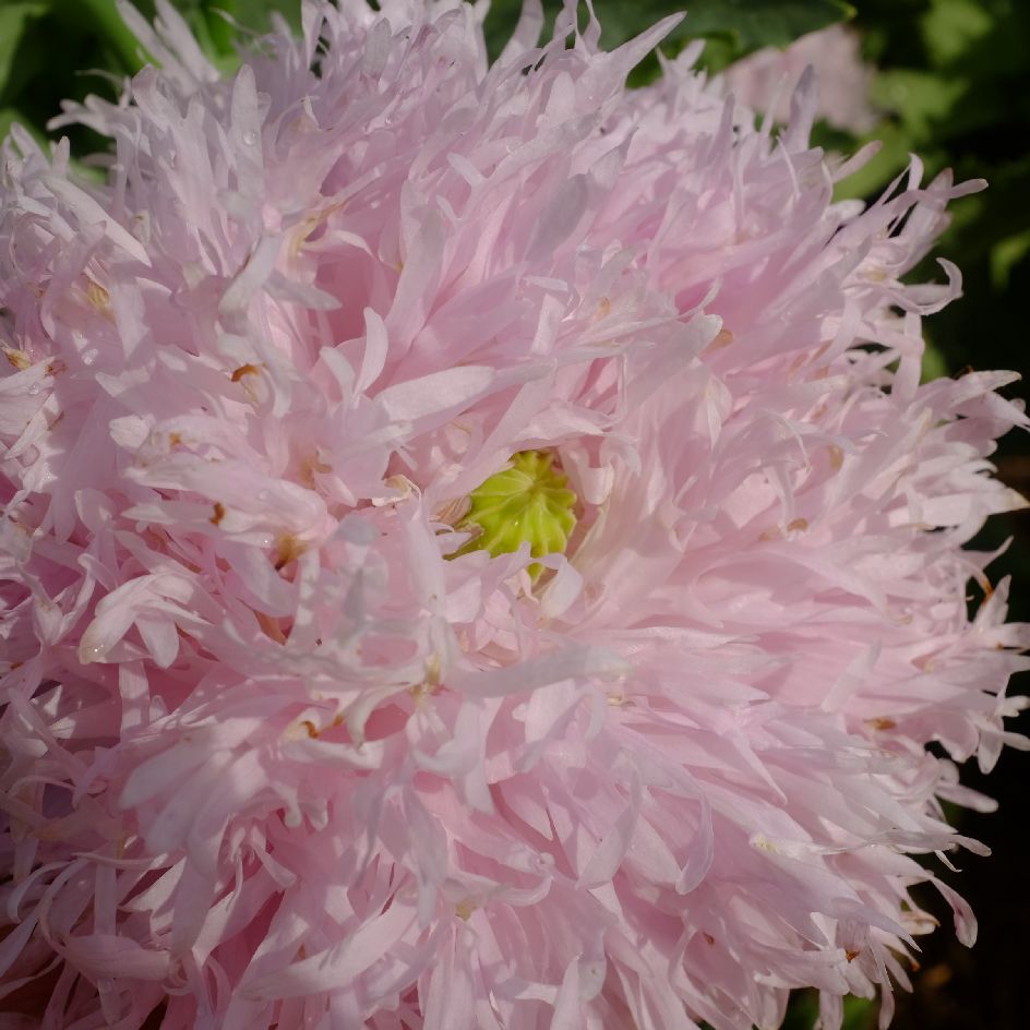 pavot lilac pompom