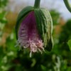 pavot lilac pompom