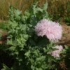 pavot lilac pompom