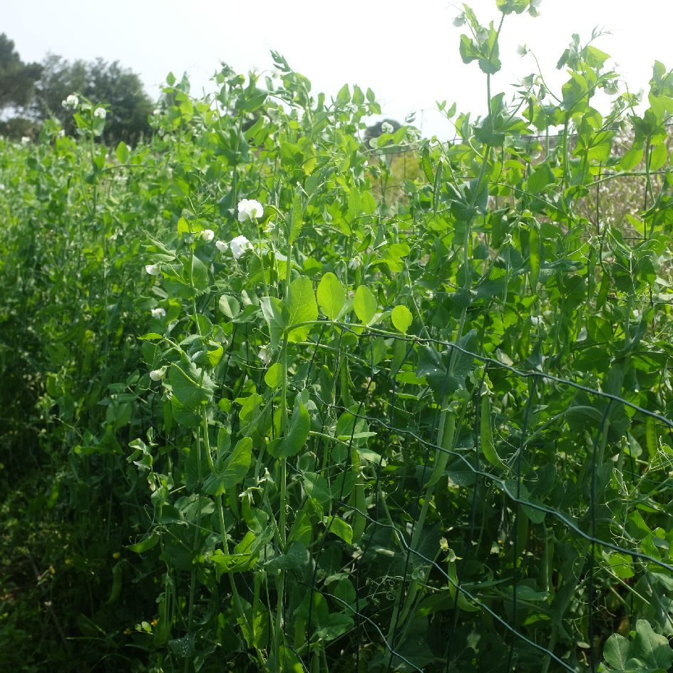 Pois Serpette Guilloteaux à écosser Bio