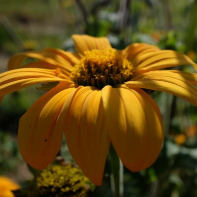 fleur jaune thitonia Yellow Torch