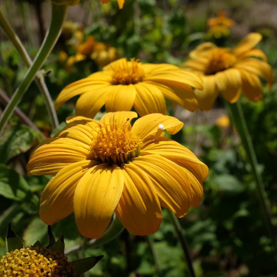 Tithonia rotundifolia ‘Yellow Torch’ Bio