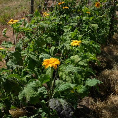 plant Thitonia Yellow Torch