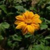 fleur jaune thitonia Yellow Torch